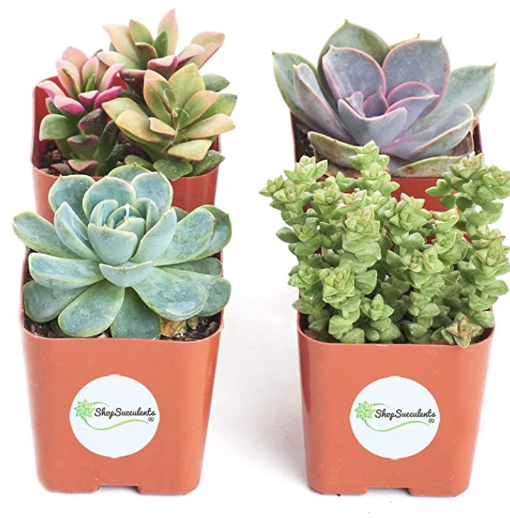 Succulent Plants Flowers are lovely but don't last forever.